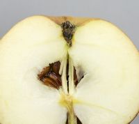 CJH 14-20 æble